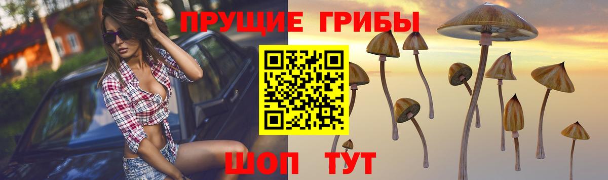 Псилоцибиновые грибы Psilocybine cubensis  продажа наркотиков  Радужный  Псилоцибиновые грибы прущие грибы  Вход с VPN 